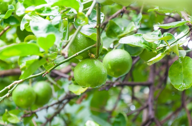 Verse limoenen, rauwe groene citroen, hangend aan een lindeboom in tuinlimoenen Teelt