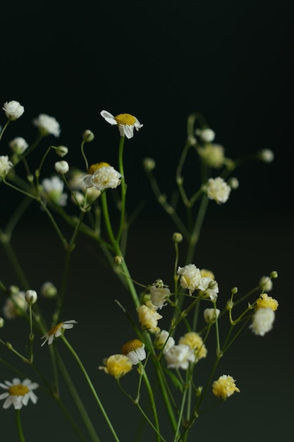 Verse madeliefjes en gipskruid