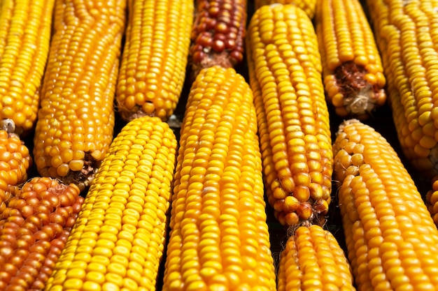 Verse maïs close-up. Landbouw producten. Bio producten