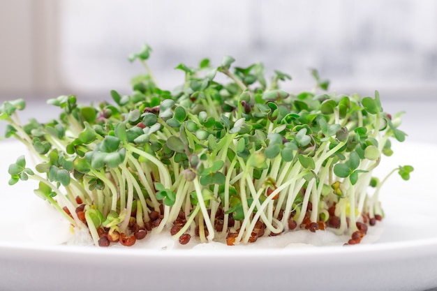 Verse micro- greens close-up. Microgroene mosterdspruiten. Microgreens groeien. Gezond eten concept.