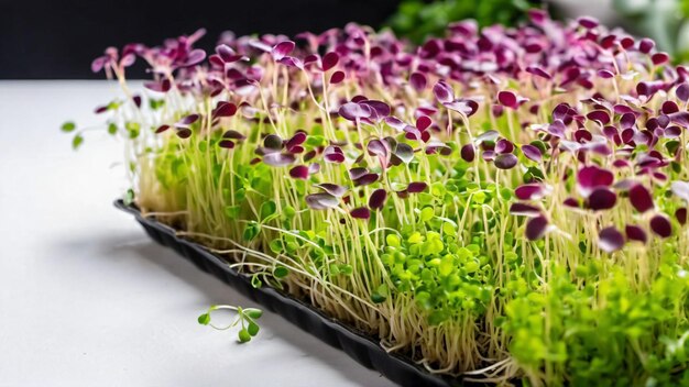 Foto verse micro groenen close-up veganistisch en gezond eten concept