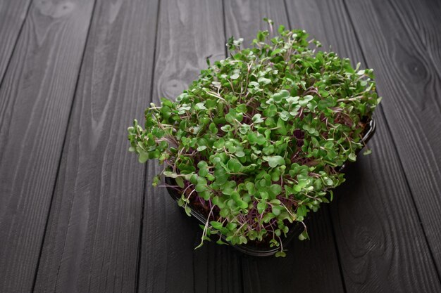 Verse microgreens close-up op houten rustieke donkere achtergrond Groeiende spruiten voor salade