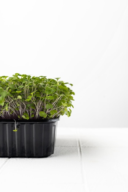 Verse microgreens in zwarte plastic container op witte tafel