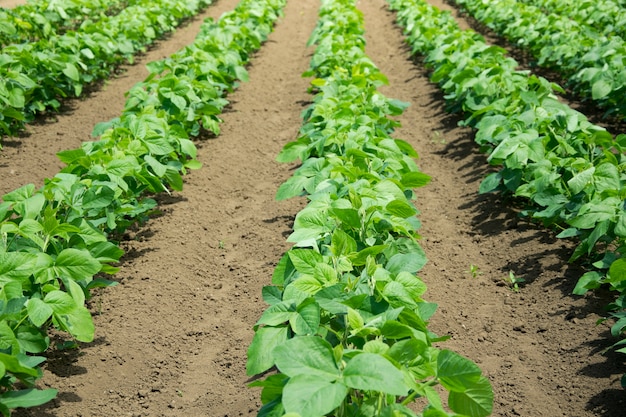 Verse moestuin openlucht. Zelf gekweekte groente.