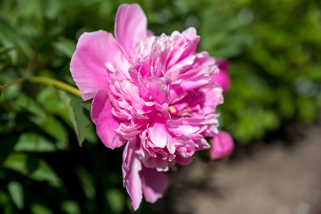 Verse mooie bloeiende roze pioenbloem in de tuin
