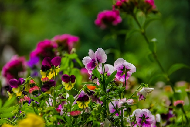 Verse mooie bloemen in de tuin