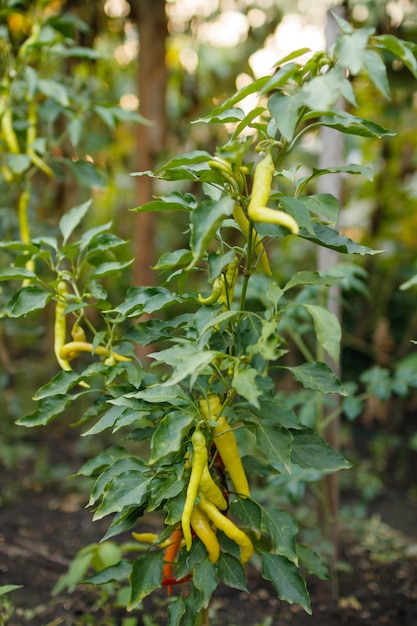 Verse mooie groene chilipepers die buiten groeien. Landbouw en oogstconcept.