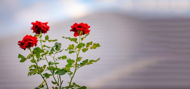 Verse mooie rode roos in de voortuin valentijnsdag