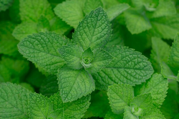 Verse muntblaadjes op een groene achtergrond in de zomertuin