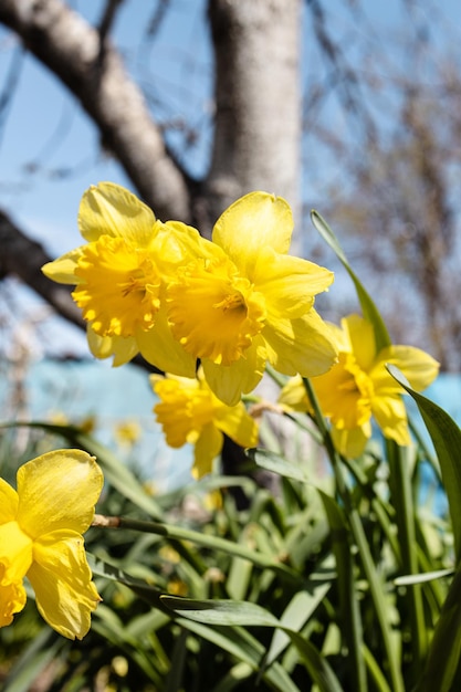 Verse narcissen bloemen close-up in de achtertuin