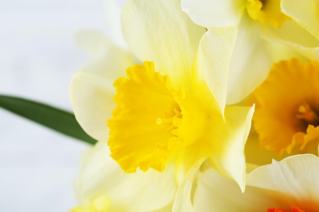 Verse narcissen bloemen close-up