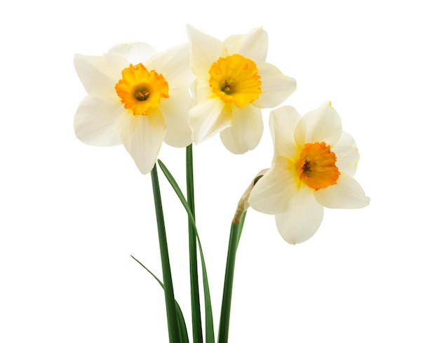 verse narcissen bloemen geïsoleerd op witte achtergrond