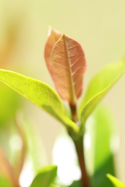 verse natuur groene bladeren