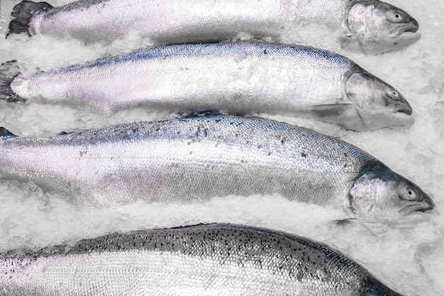 Verse Noorse zalm op ijs in supermarkt