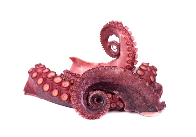 Verse octopus die op witte achtergrond wordt geïsoleerd