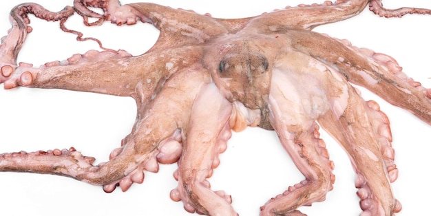 Verse octopus geïsoleerd op een witte achtergrond