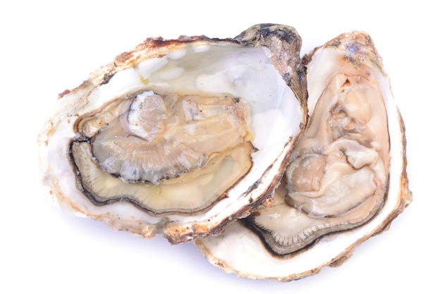 Verse oester op een witte achtergrond