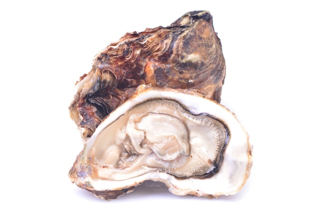 Verse oester op een witte achtergrond