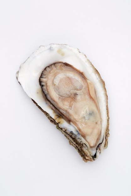 Verse oester op een witte achtergrond