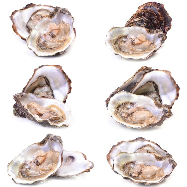 Verse oester