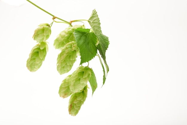 Verse oogst van groene hopbellen op een tak met bladeren