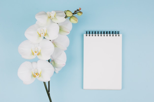 Foto verse orchideebloem dichtbij de spiraalvormige blocnote tegen blauwe achtergrond