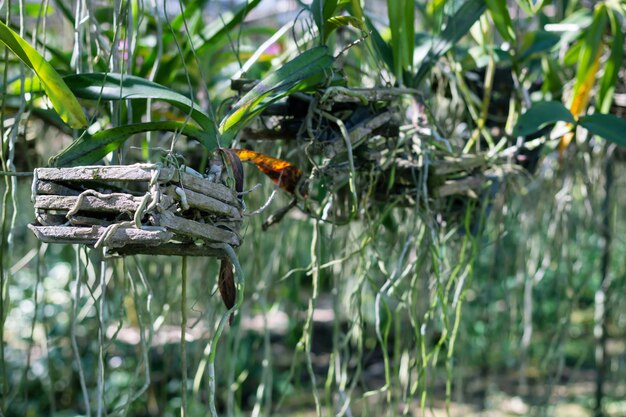 Verse orchideeënplanten in orchideeënkwekerij