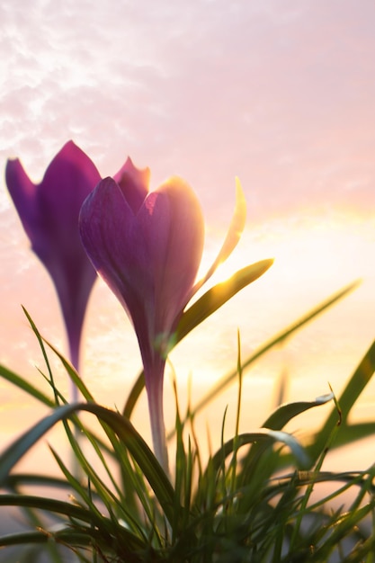 Verse paarse krokusbloemen groeien in de lenteochtend