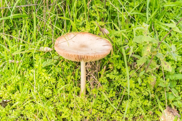 Verse paddenstoel in het gras