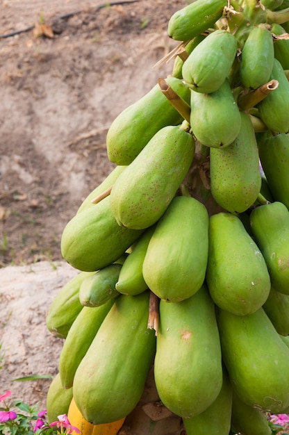 Verse papaja op boomPapayaboom in de boomgaard van Thailand