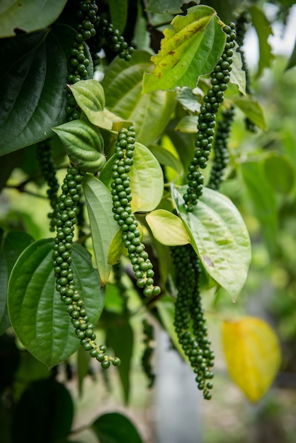 Verse peper, niet-chemisch tuinproduct