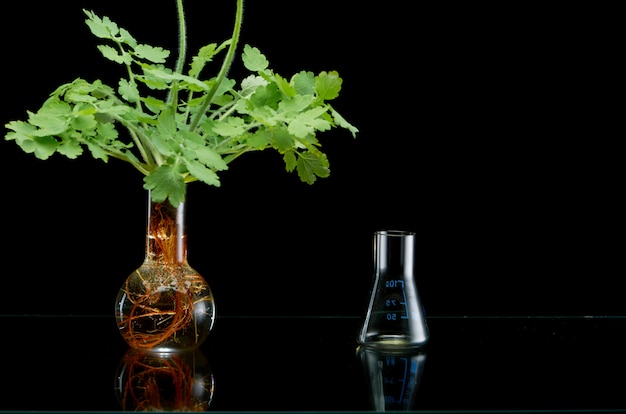 Verse plantentakken in medische flessen op zwart