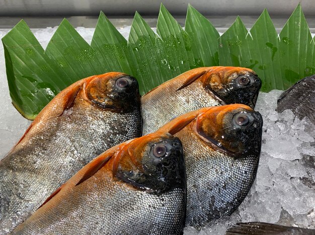 Foto verse pomfretvis pampus argenteus in de supermarkt