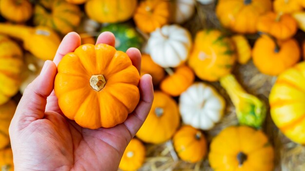 Verse pompoen in het oogstseizoen van de herfst. Herfstseizoen met biologische groenten en fruit voor Halloween en Thanksgiving feestelijk.