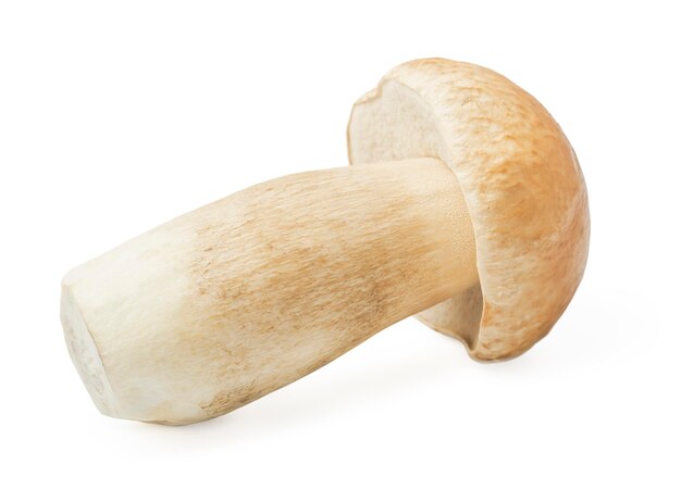 Foto verse porcini cep paddenstoel geïsoleerd op witte achtergrond