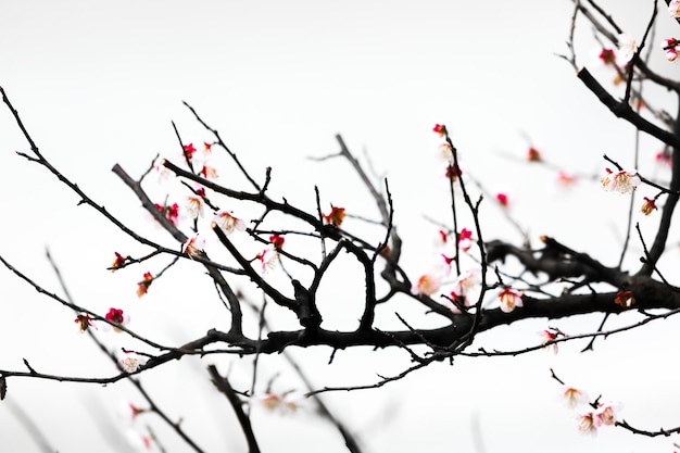 verse pruimenboom bloemen geïsoleerd op een witte achtergrond