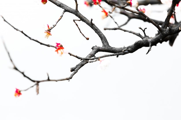 verse pruimenboom bloemen geïsoleerd op een witte achtergrond