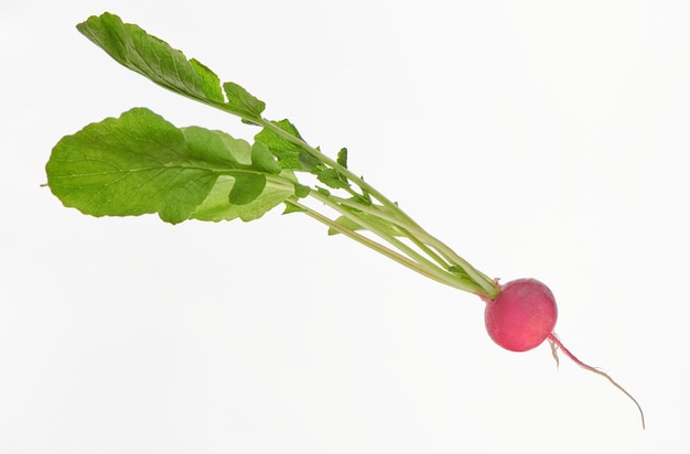 Verse radijs met bladeren geïsoleerd op witte achtergrond Vitamine groenten