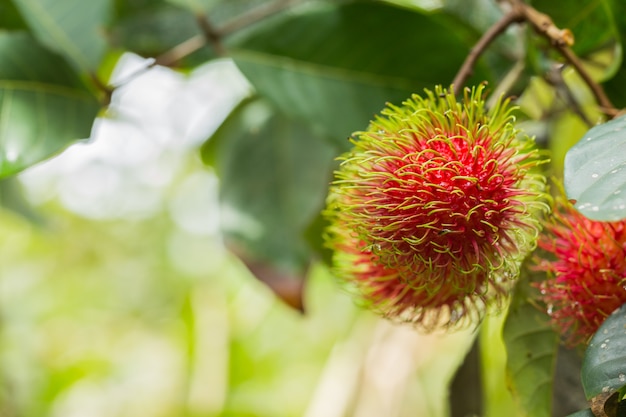 Verse rambutan van boomgaard op het oostelijke deel Thailand