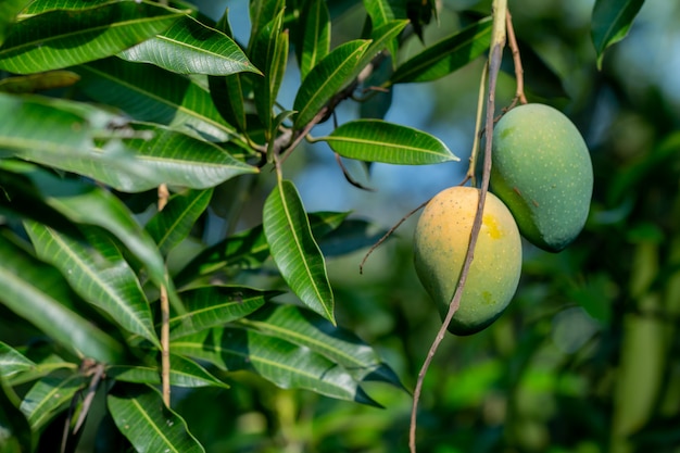 Foto verse rauwe en rijpe mango op boom, zomerfruit op boom