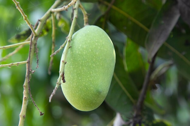 Verse rauwe groene mango in de boom