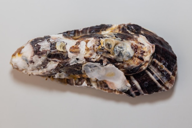 Verse rauwe oesters geïsoleerd op witte achtergrond