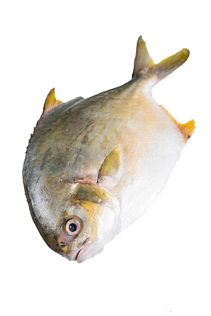 Verse rauwe vis pompano op keukentafel Hoge kwaliteit isoleren witte achtergrond