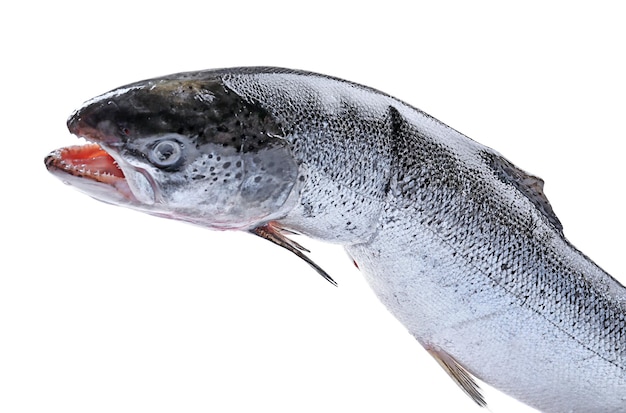 Verse rauwe zalm geïsoleerd op wit