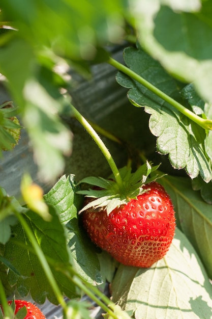 Verse rijpe aardbeien op de tak.