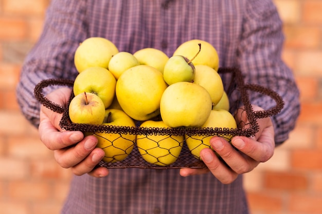 Verse rijpe biologische goudgele appels in een houten mandje in mannelijke handen.