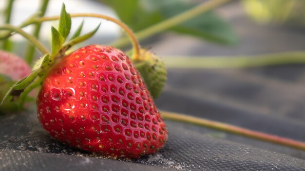 Verse rijpe biologische grote rode aardbeien buiten plukken bij zonnig weer op de plantage. aardbeienveld op een fruitboerderij. een nieuwe oogst van zoete open aardbeien die buiten in de grond groeien.