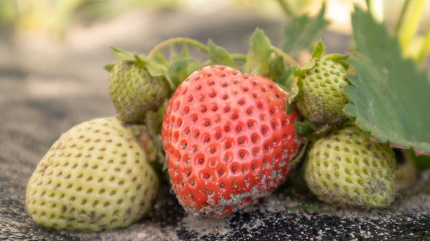 Verse rijpe biologische grote rode aardbeien buiten plukken bij zonnig weer op de plantage. Aardbeienveld op een fruitboerderij. Een nieuwe oogst van zoete open aardbeien die buiten in de grond groeien.