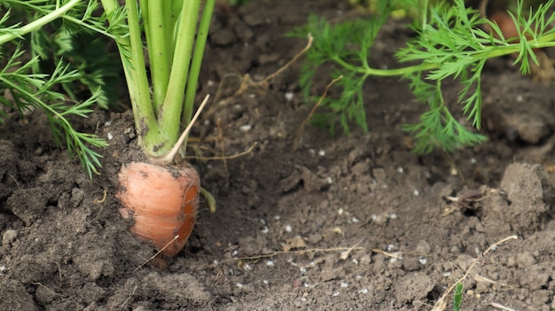 Verse rijpe biologische wortelen in de tuin. Grote en rijpe groenten in de grond. Wortelgroente groeit in de tuin in een organische bodemclose-up als achtergrond.