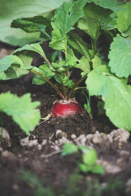 Verse rijpe heldere radijs groeit in de zomertuin